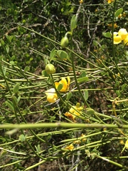 Senna chloroclada