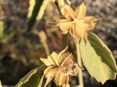 Horsfordia newberryi