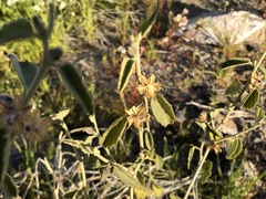 Horsfordia newberryi
