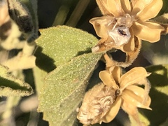Horsfordia newberryi