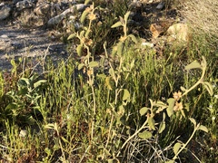 Horsfordia newberryi