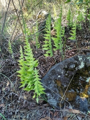 Phlebodium araneosum