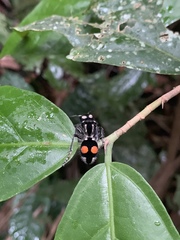 Hoplomutilla