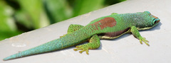 Phelsuma lineata