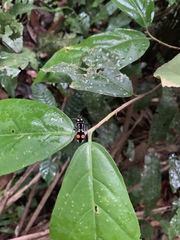 Hoplomutilla