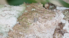 Uroplatus