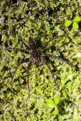 Dolomedes dondalei