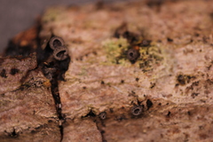Resupinatus alboniger