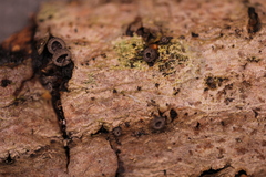 Resupinatus alboniger