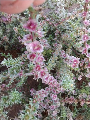 Image of Salsola paulsenii by no rights reserved