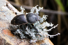 Geodorcus helmsi