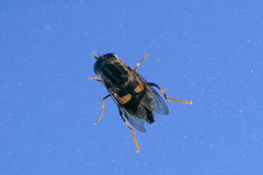 Helophilus