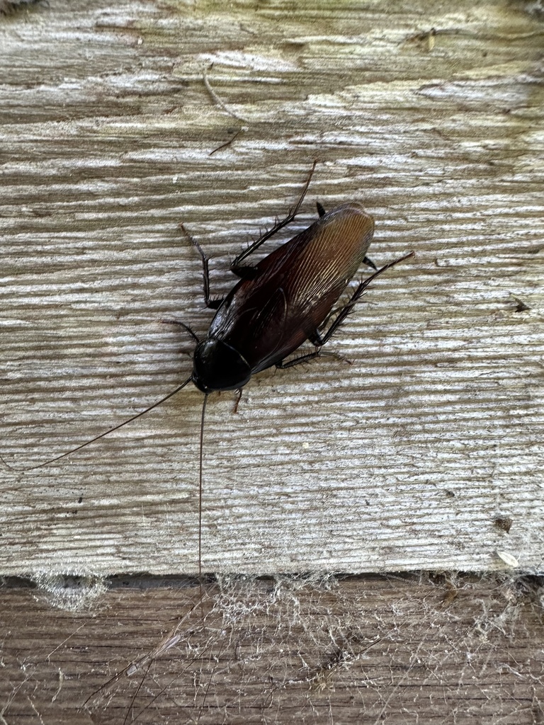 Smoky Brown Cockroach from Lakeshore Dr, Gainesville, FL, US on ...