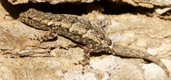Lygodactylus tuberosus
