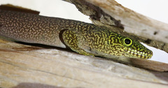 Phelsuma standingi