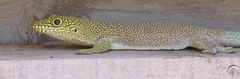 Phelsuma standingi