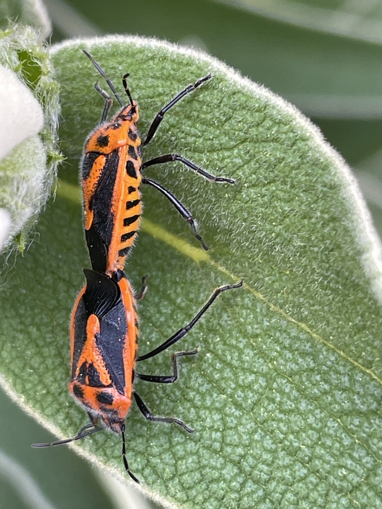 Horehound Bug from Benalla, VIC, AU on September 19, 2023 at 08:46 AM ...