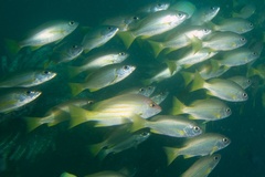 Sunbeam Snapper photo 1