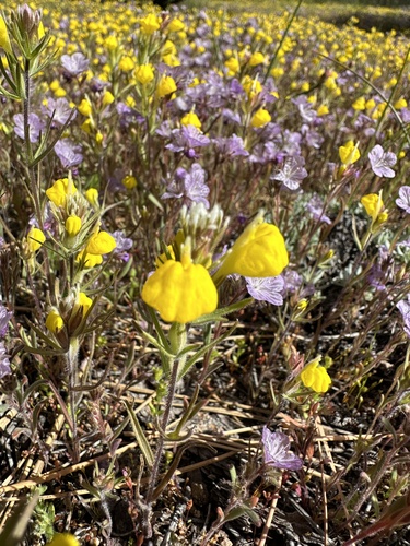 Image of Castilleja lasiorhyncha by (c) Matt Berger, some rights reserved (CC BY)