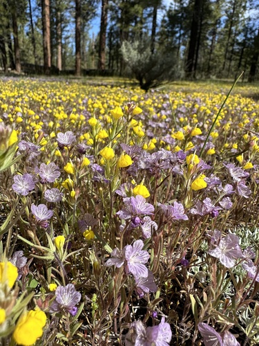 Image of Castilleja lasiorhyncha by (c) Matt Berger, some rights reserved (CC BY)