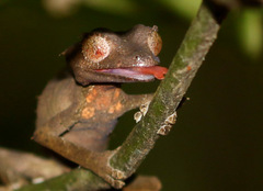 Uroplatus phantasticus