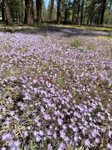 Transverse Range phacelia (Phacelia exilis)