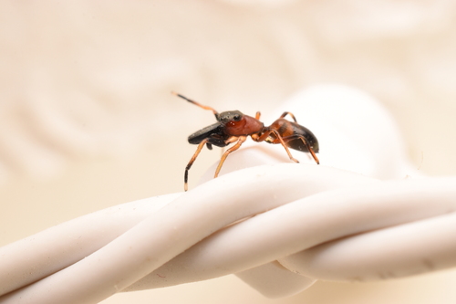 Ant mimic jumping spider photo 3