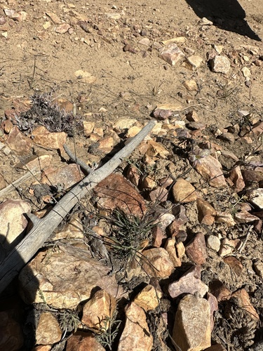 Image of Silene verecunda by (c) Matt Berger, some rights reserved (CC BY)