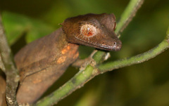 Uroplatus phantasticus