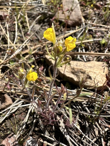Image of Castilleja lasiorhyncha by (c) Matt Berger, some rights reserved (CC BY)