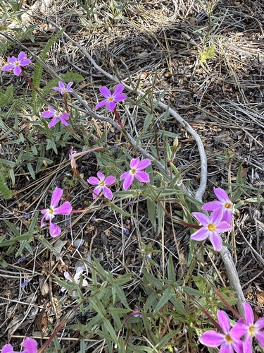 Big Bear Valley phlox (Phlox dolichantha)
