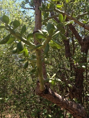 Quiabentia verticillata