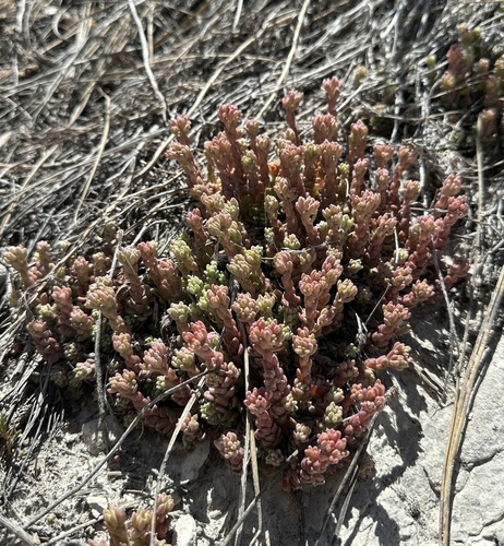 Image of Sedum niveum by (c) Matt Berger, some rights reserved (CC BY)