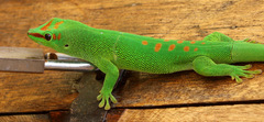 Phelsuma grandis