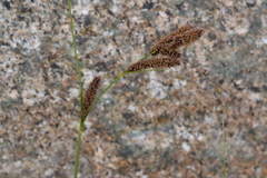 Carex congdonii