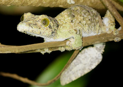 Uroplatus