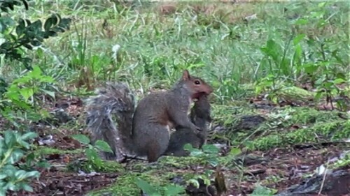 Eastern Gray Squirrel photographed in New Jersey