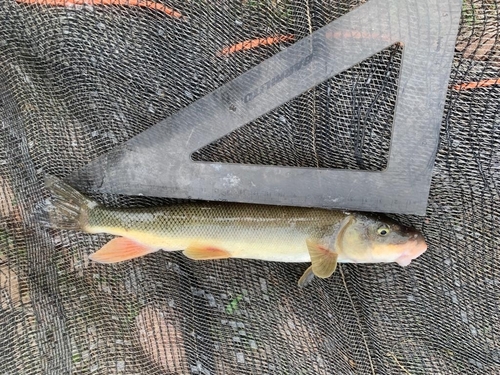 Yaqui sucker (Catostomus bernardini) — Catostomidae — 3