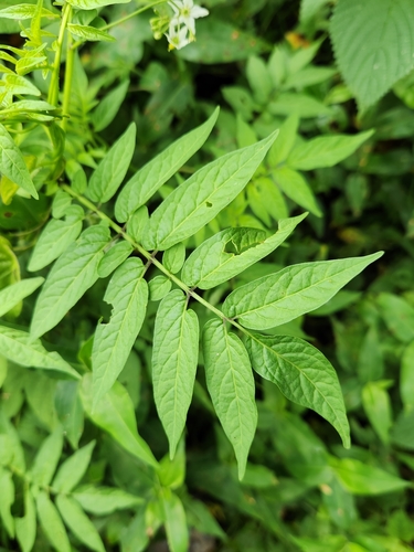 Solanum canense