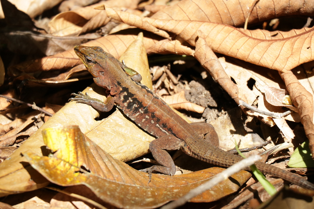 Niceforo's Ameiva