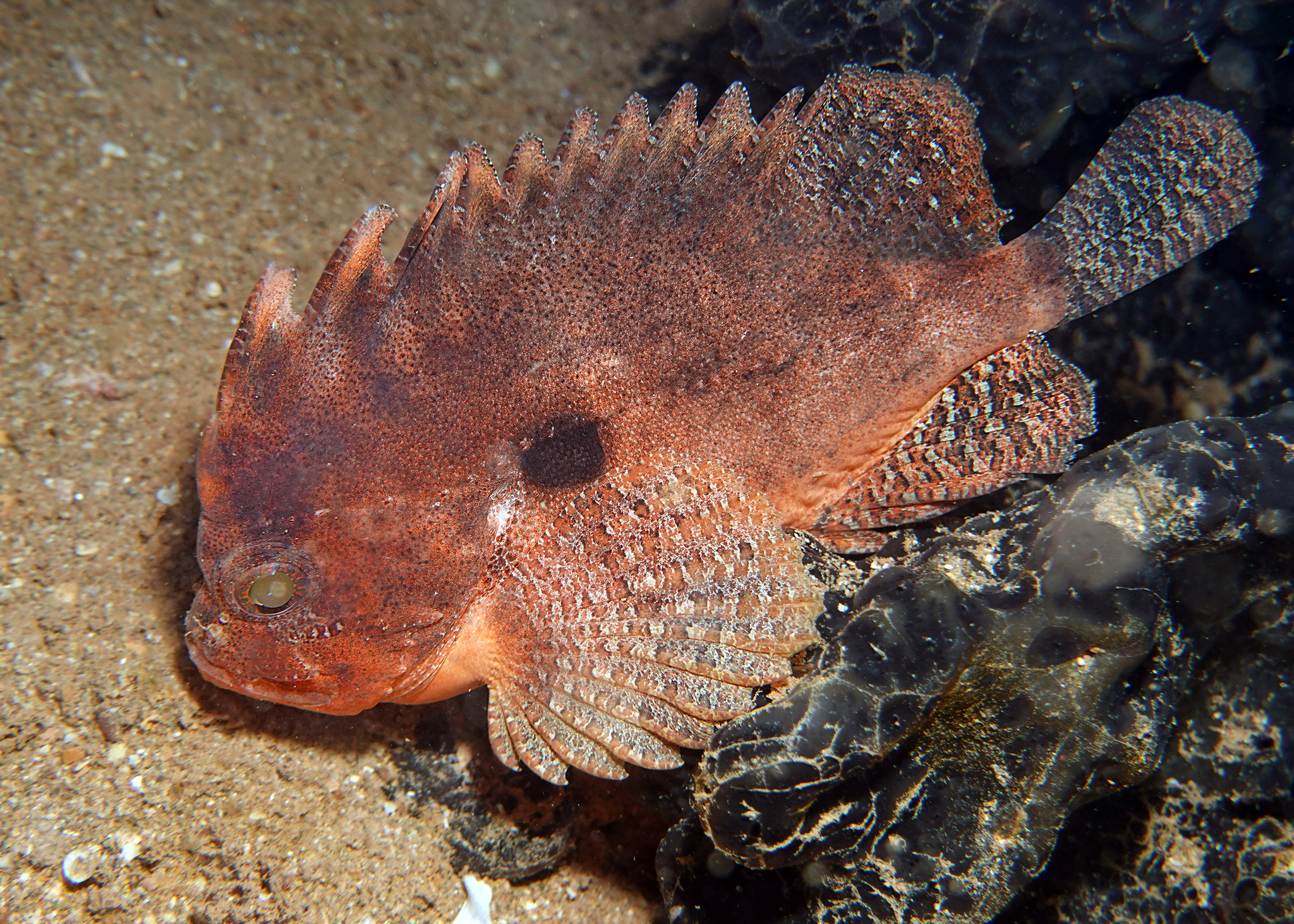 Western Blackspot Waspfish photo 2