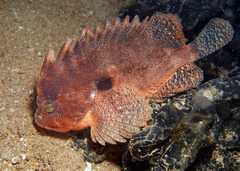 Western Blackspot Waspfish photo 1