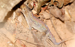 Geckolepis maculata