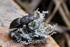Geodorcus helmsi
