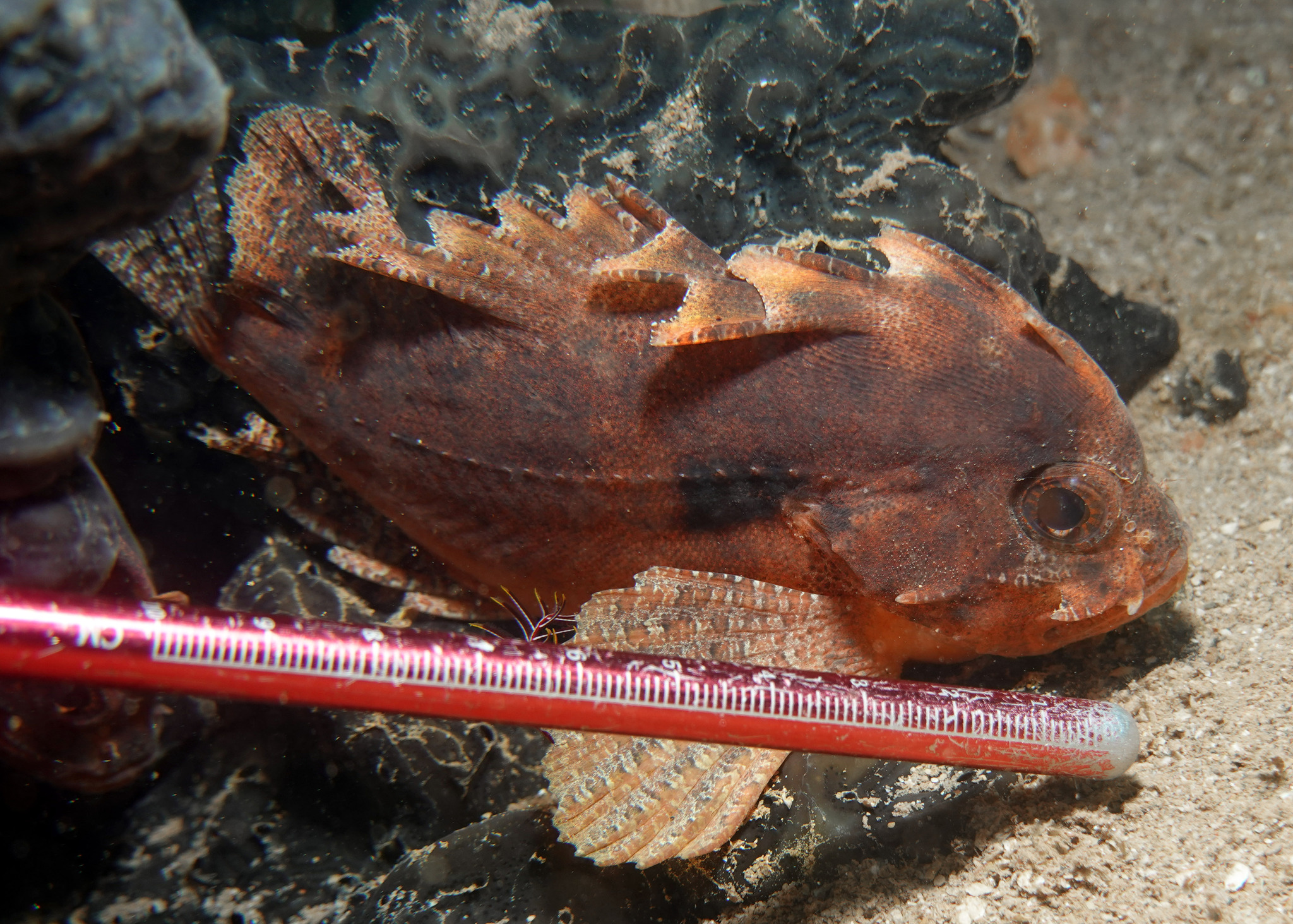 Western Blackspot Waspfish photo 3