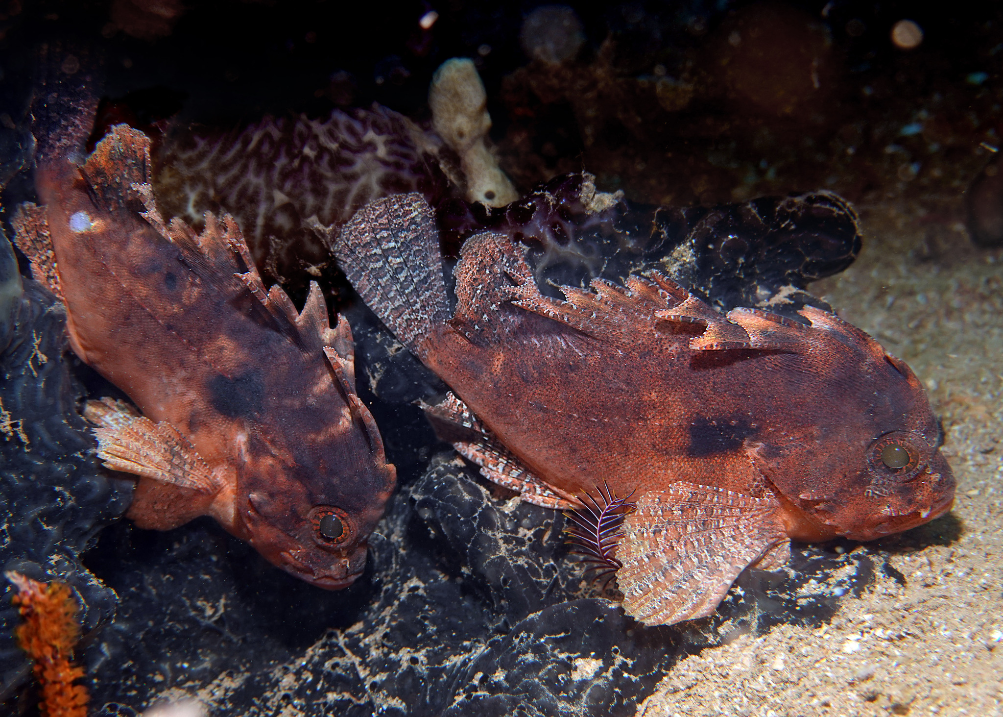 Western Blackspot Waspfish photo 4