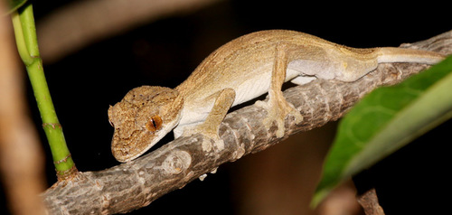 Gunther's Flat-tail Gecko