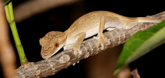 Uroplatus guentheri