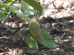 Leiothlypis celata lutescens
