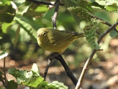 Leiothlypis celata lutescens